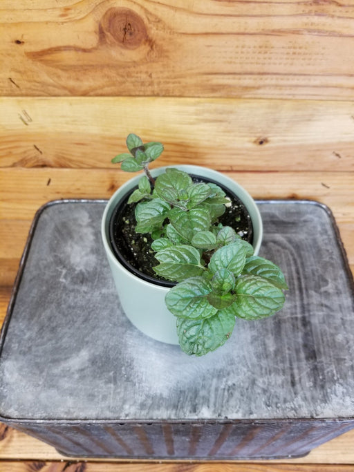 The Plant Farm® Herbs Mint Berries and Cream, 4" Plant