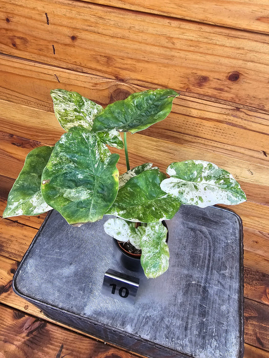 The Plant Farm® Houseplants 10s Alocasia Odora Variegated Batik - Pick Your Plant, 2" Plant