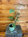 The Plant Farm® Houseplants 10s Amydrium Silver on a Moss Pole - Pick Your Plant, 4" Plant