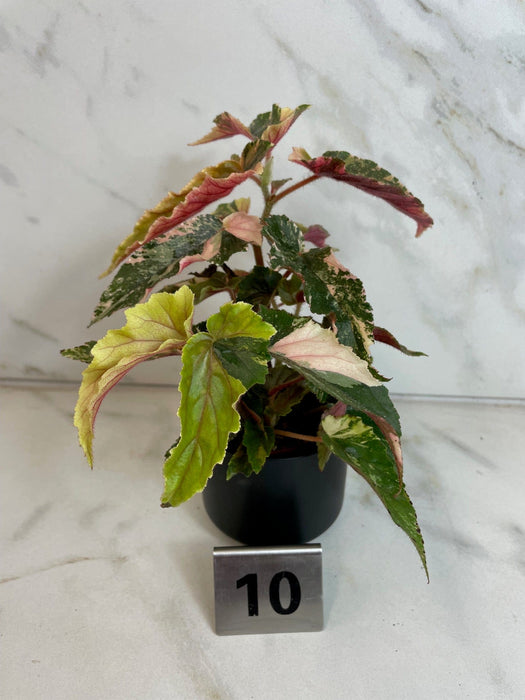 The Plant Farm® Houseplants 10s Begonia Ginny Galaxy - Pick Your Plant, 2" Plant