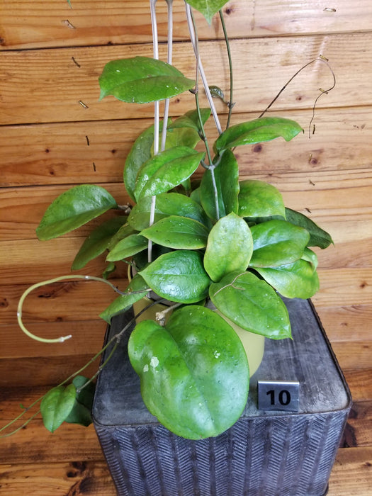 The Plant Farm® Houseplants 10s Hoya CV Viola with - Pick Your Plant, 6" Plant