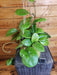 The Plant Farm® Houseplants 10s Hoya CV Viola with - Pick Your Plant, 6" Plant