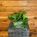The Plant Farm® Houseplants 10s Hoya Mindorensis Pink - Pick Your Plant, 6" Plant
