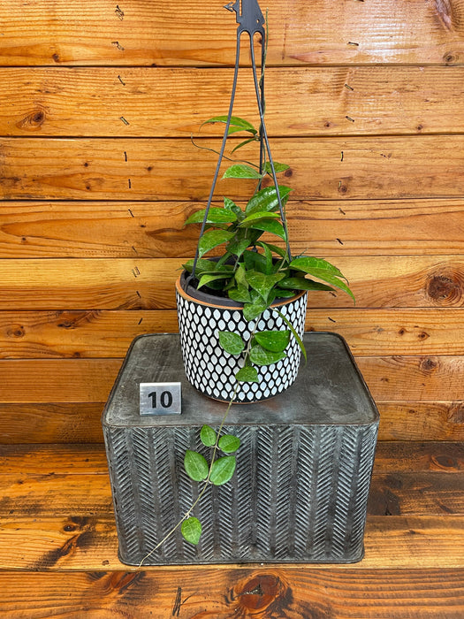 The Plant Farm® Houseplants 10s Hoya Verticillata Black Margin - Pick Your Plant, 6" Plant