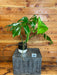 The Plant Farm® Houseplants 10s Monstera Borsigiana Albo Reverted- Pick Your Plant, 4" Plant