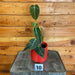 The Plant Farm® Houseplants 10s Philodendron Melanochrysum-Pick Your Plant, 4" Plant
