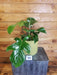 The Plant Farm® Houseplants 10s Philodendron Squamiferum - Pick Your Plant, 6" Plant