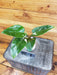 The Plant Farm® Houseplants 111s Philodendron White Princess-Pick Your Plant, 2" Plant