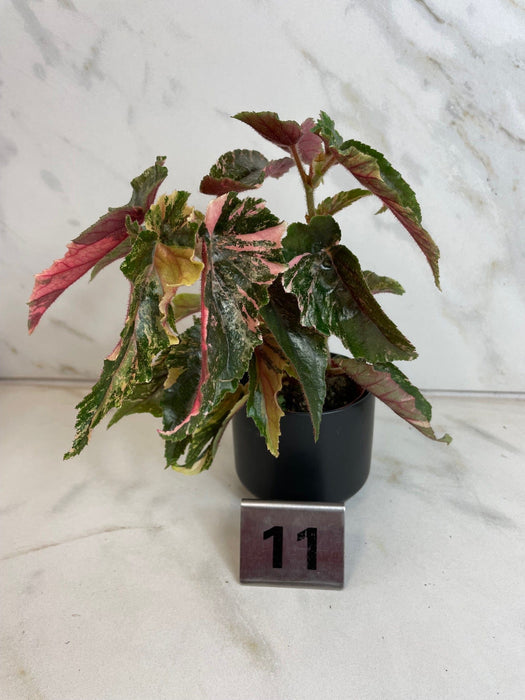 The Plant Farm® Houseplants 11s Begonia Ginny Galaxy - Pick Your Plant, 2" Plant