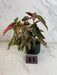 The Plant Farm® Houseplants 11s Begonia Ginny Galaxy - Pick Your Plant, 2" Plant