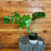The Plant Farm® Houseplants 11s Monstera Borsigiana Albo Reverted- Pick Your Plant, 4" Plant