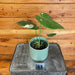 The Plant Farm® Houseplants 11s Monstera Thai Constellation TC-Pick Your Plant, 4” Plant