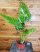 The Plant Farm® Houseplants 11s Philodendron Giganteum Blizzard - Pick Your Plant, 4" Plant