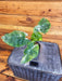 The Plant Farm® Houseplants 12s Alocasia Odora Variegated Batik - Pick Your Plant, 2" Plant