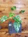 The Plant Farm® Houseplants 12s Philodendron Giganteum Blizzard - Pick Your Plant, 4" Plant