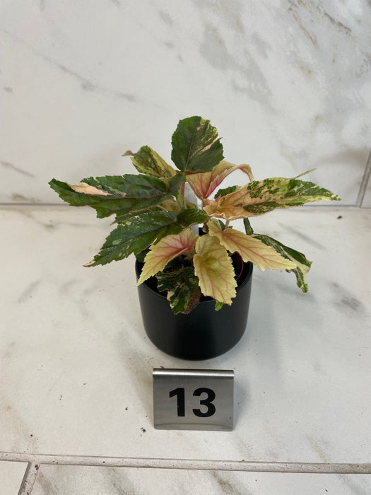 The Plant Farm® Houseplants 13s Begonia Ginny Galaxy - Pick Your Plant, 2" Plant