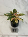 The Plant Farm® Houseplants 13s Begonia Ginny Galaxy - Pick Your Plant, 2" Plant