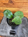 The Plant Farm® Houseplants 13s Hoya CV Michele - Pick Your Plant, 4" Plant