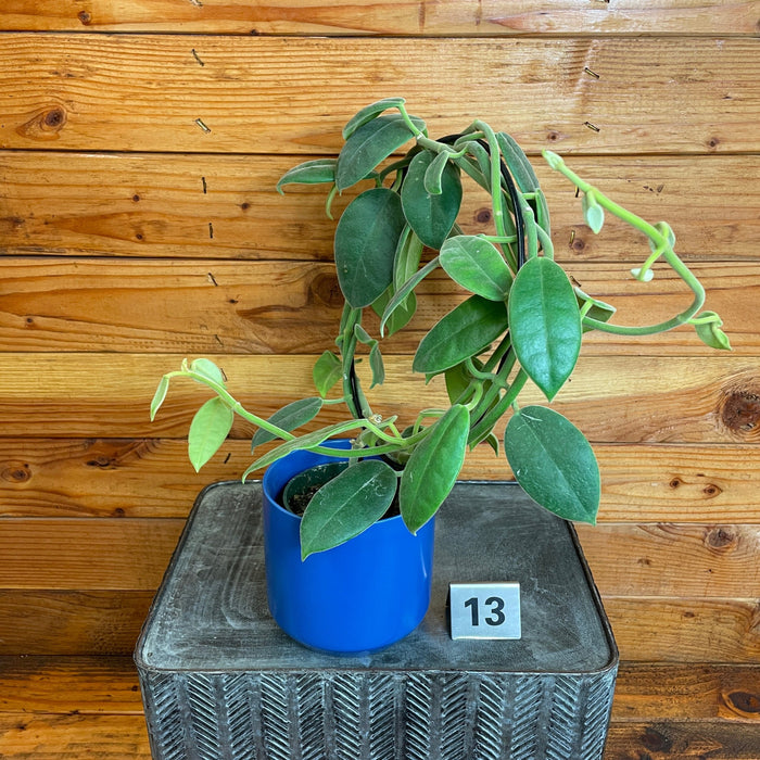 The Plant Farm® Houseplants 13s Hoya CV Monette on Hoop - Pick Your Plant, 4" Plant