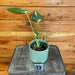 The Plant Farm® Houseplants 13s Monstera Thai Constellation TC-Pick Your Plant, 4” Plant