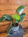 The Plant Farm® Houseplants 13s Philodendron White Princess - Pick Your Plant, 6" Plant