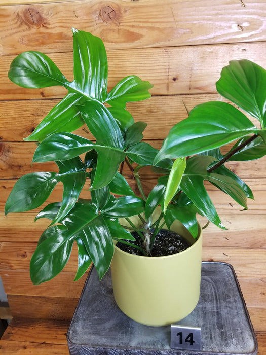The Plant Farm® Houseplants 14s Philodendron Florida Green - Pick Your Plant, 6" Plant