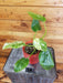 The Plant Farm® Houseplants 14s Philodendron Giganteum Blizzard - Pick Your Plant, 4" Plant