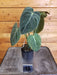 The Plant Farm® Houseplants 15s Philodendron Melanochrysum Variegated - Pick Your Plant, 3" Plant