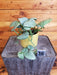 The Plant Farm® Houseplants 16s Scindapsus Silver Hero - Pick Your Plant, 4" Plant