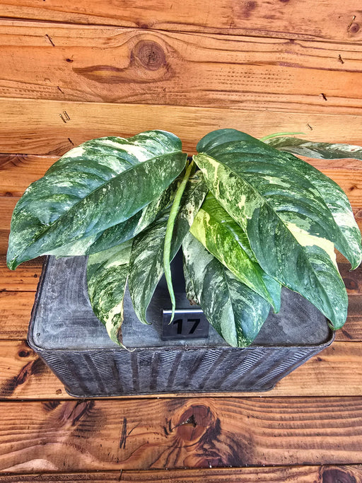 The Plant Farm® Houseplants 17s Rhaphidophora Puberula Variegated - Pick Your Plant, 4" Plant