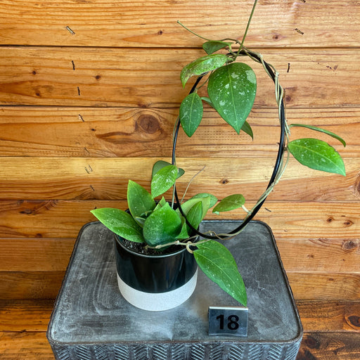 The Plant Farm® Houseplants 18s Hoya Erythrostemma Splash Hoop - Pick Your Plant, 4" Plant