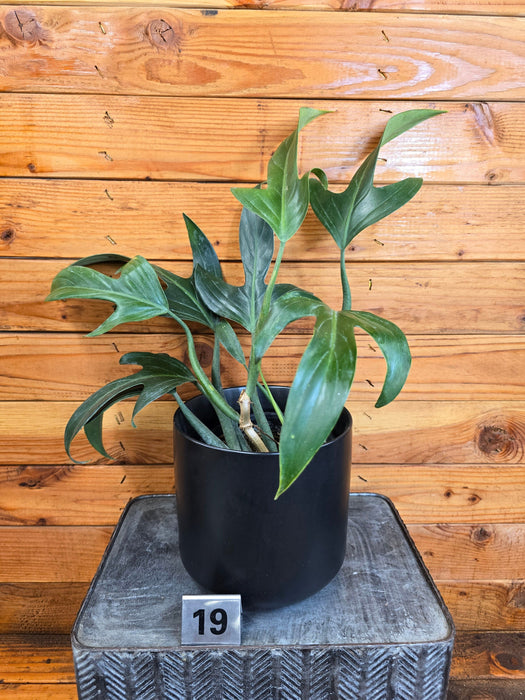 The Plant Farm® Houseplants 19s Philodendron Panduriforme - Pick Your Plant, 6" Plant