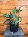 The Plant Farm® Houseplants 19s Philodendron Panduriforme - Pick Your Plant, 6" Plant