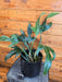 The Plant Farm® Houseplants 19s Philodendron Panduriforme - Pick Your Plant, 6" Plant