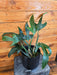 The Plant Farm® Houseplants 19s Philodendron Panduriforme - Pick Your Plant, 6" Plant