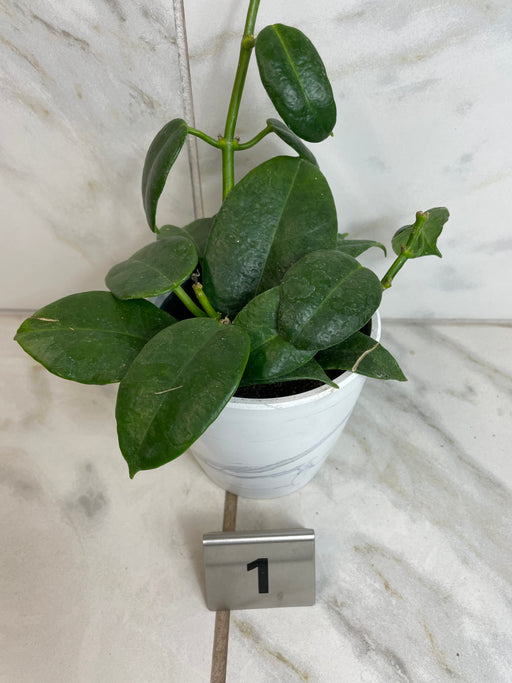 The Plant Farm® Houseplants 1e Hoya CV Ruthie, 4" Plant -Pick Your Plant