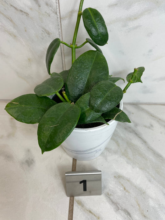The Plant Farm® Houseplants 1e Hoya CV Ruthie, 4" Plant -Pick Your Plant