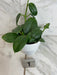The Plant Farm® Houseplants 1e Hoya CV Ruthie, 4" Plant -Pick Your Plant