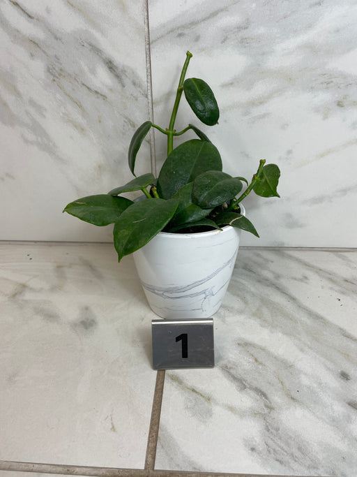 The Plant Farm® Houseplants 1e Hoya CV Ruthie, 4" Plant -Pick Your Plant