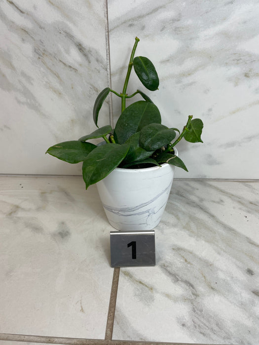 The Plant Farm® Houseplants 1e Hoya CV Ruthie, 4" Plant -Pick Your Plant