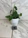 The Plant Farm® Houseplants 1e Hoya CV Ruthie, 4" Plant -Pick Your Plant