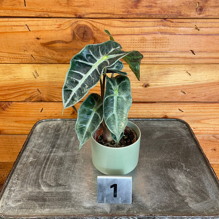 The Plant Farm® Houseplants 1s Alocasia Polly Variegated-Pick Your Plant, 2" Plant