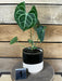 The Plant Farm® Houseplants 1s Anthurium Clarinervium - Pick Your Plant, 4" Plant