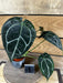 The Plant Farm® Houseplants 1s Anthurium Crystallinum x Forgetii - Pick Your Plant, 2" Plant