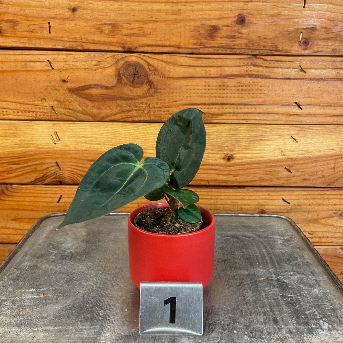 the-plant-farm-houseplants-1s-