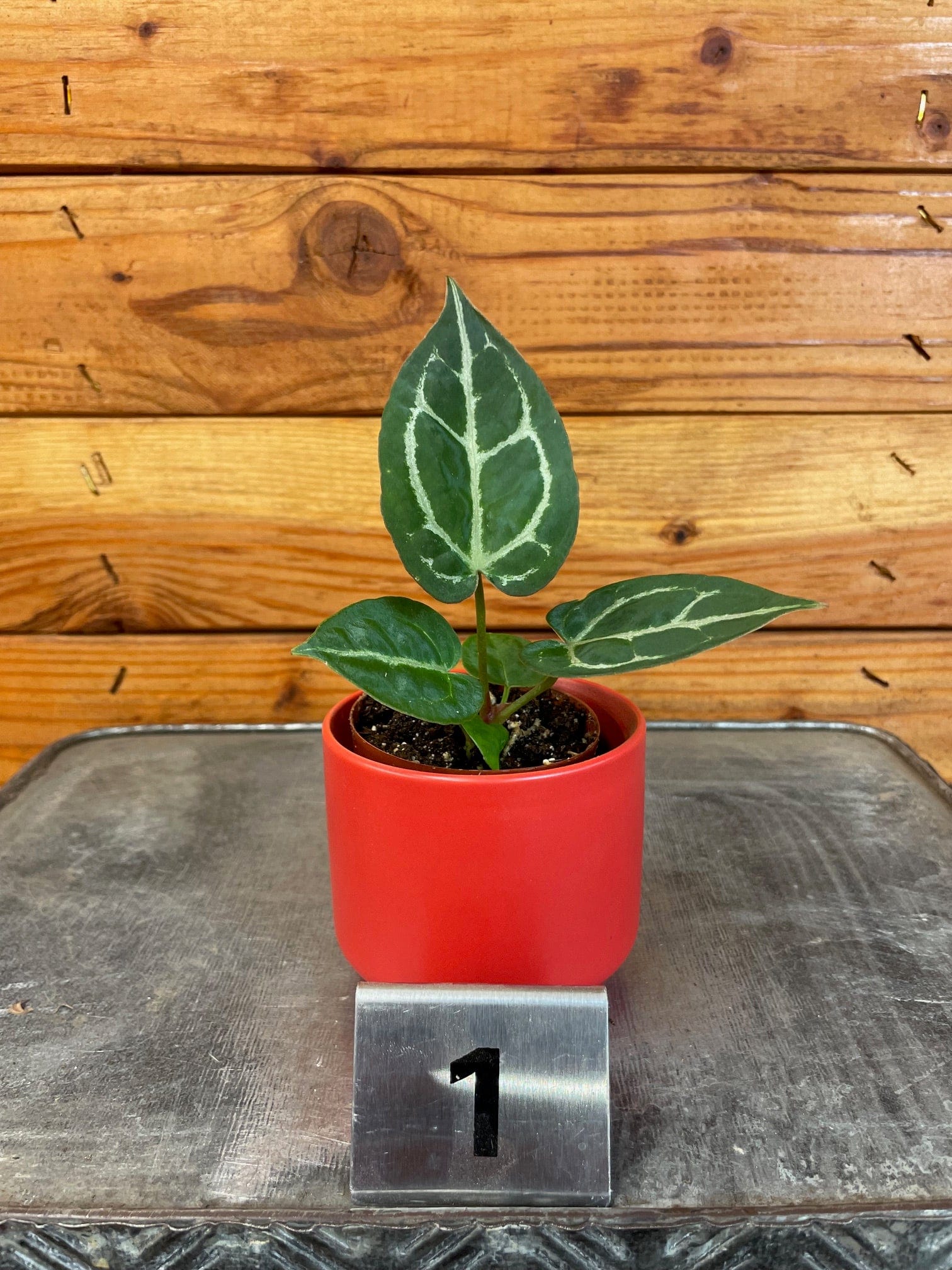 anthurium llc Anthurium Michelle X Forgetii