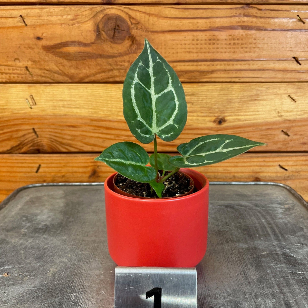 anthurium pet friendly Anthurium Michelle X Forgetii