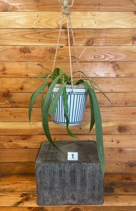 The Plant Farm® Houseplants 1s Anthurium Vittarifolium-Pick Your Plant, 6" Plant