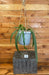 The Plant Farm® Houseplants 1s Anthurium Vittarifolium-Pick Your Plant, 6" Plant