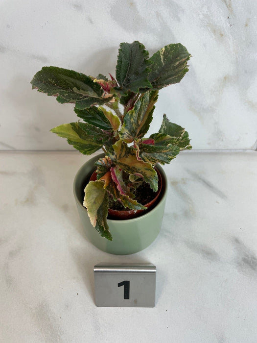 The Plant Farm® Houseplants 1s Begonia Ginny Galaxy - Pick Your Plant, 2" Plant